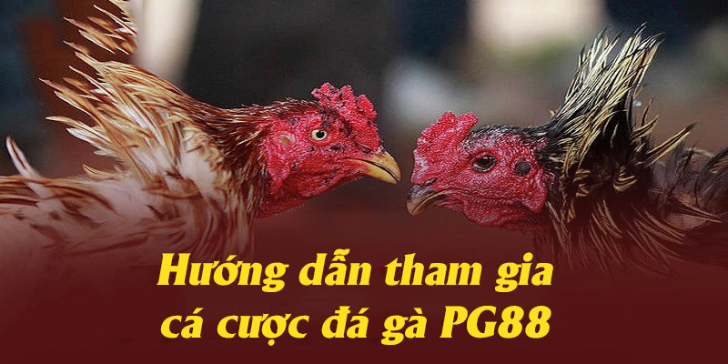 Hướng dẫn các bước tham gia cá cược đá gà tại nhà cái PG88